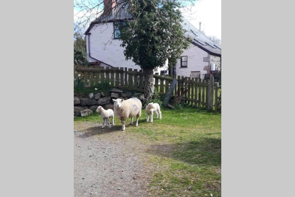 Farm Accommodation - The Lizard Peninsula, Cornwall Helston Extérieur photo